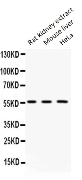 Anti-FGB / Fibrinogen beta chain