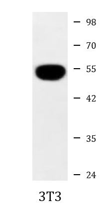 Anti-beta Tubulin (HRP)