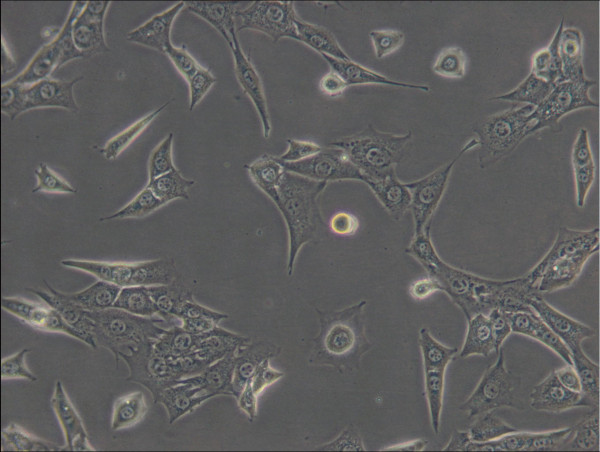 C127 Cells