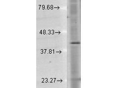 Anti-Rhodopsin, clone 1D4