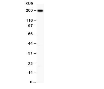 Anti-Integrin beta 4 ITGB4