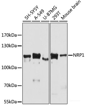 Anti-NRP1
