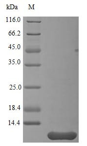 Neuritin (NRN1), partial (Active), human, recombinant