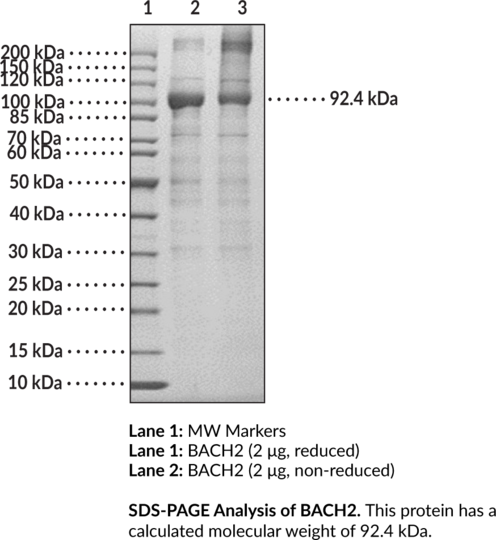 BACH2 (human, recombinant)