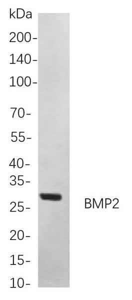 Anti-Recombinant BMP2, clone 9C1