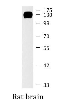 Anti-R Cadherin / Cadherin 4