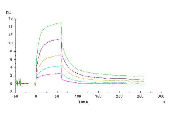 Human CD47 Protein