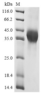 Leukemia inhibitory factor (LIF), human, recombinant