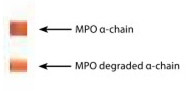 Anti-Myeloperoxidase / MPO, clone 18B7