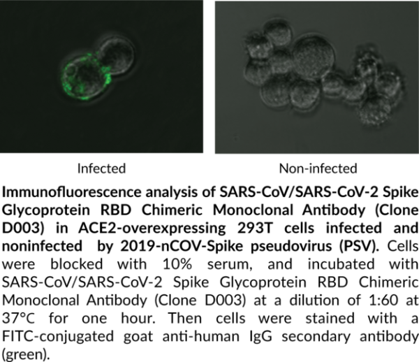 Anti-SARS-CoV/SARS-CoV-2 Spike Glycoprotein RBD [Chimeric] (Clone D003)