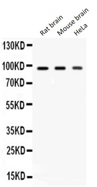 Anti-AGO2 / Argonaute 2
