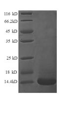 Lymphotactin protein (XCL1), human, recombinant