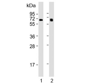 Anti-IDUA / Alpha-L-iduronidase