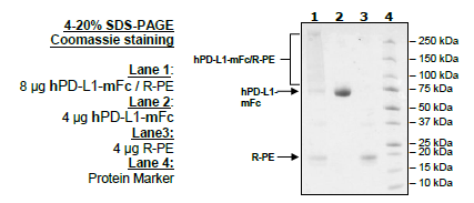 PD-L1 (Human), Fc Fusion (Mouse IgG2a) PE-Labeled