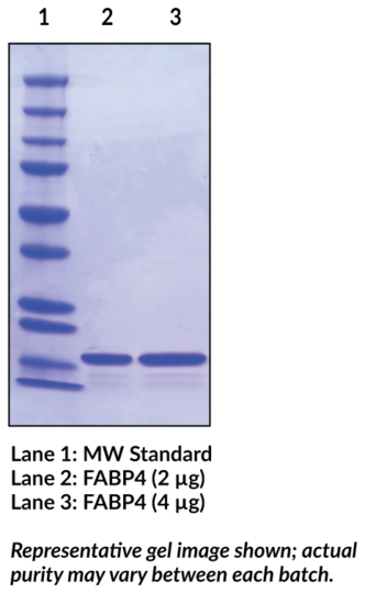 FABP4 (human, recombinant)