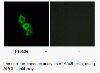 Anti-APOL5