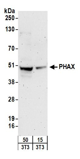 Anti-PHAX
