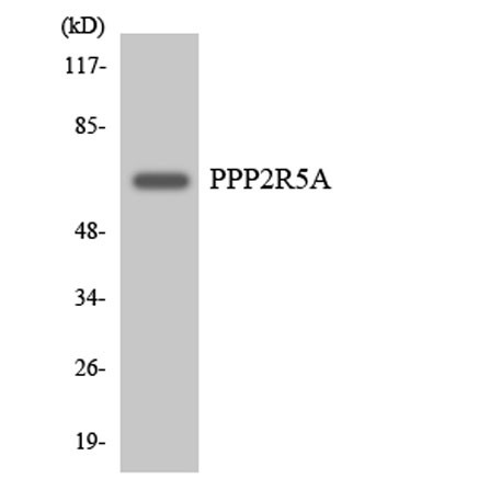 Anti-PP2A-B56-alpha