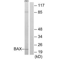 Anti-BAX