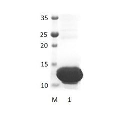 DLG1_1 PDZ Domain