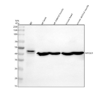 Anti-MYOD1 / Myoblast determination protein 1