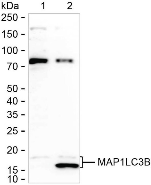 Anti-MAP1LC3A/MAP1LC3B/MAP1LC3B2