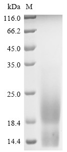 Mammaglobin-A (SCGB2A2), human, recombinant