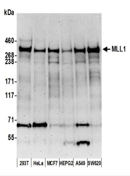Anti-MLL1 Recombinant Monoclonal
