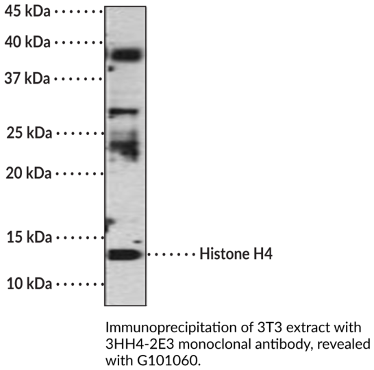 Anti-Histone H4 acetylated (K5 or K12) Monoclonal Antibody (Clone 30000000)