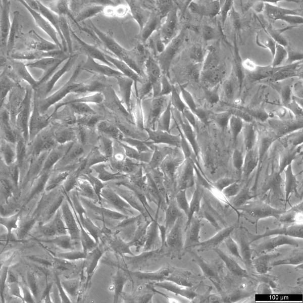 NCI-H2452 Cells