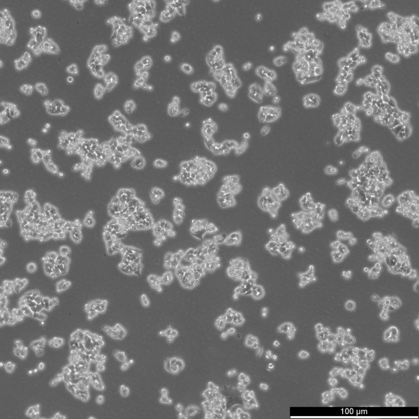 CW-2 Cells