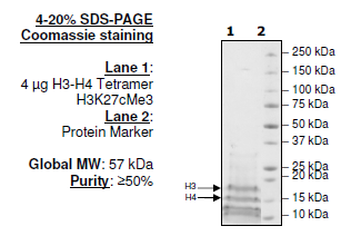 Histone H3-H4 Tetramer H3k27cMe3
