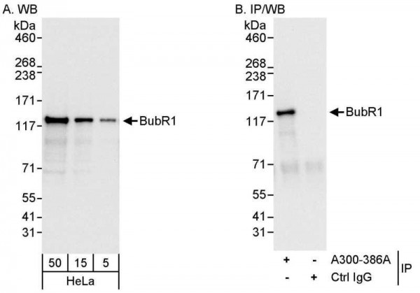 Anti-BubR1