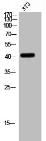 Anti-CADM3