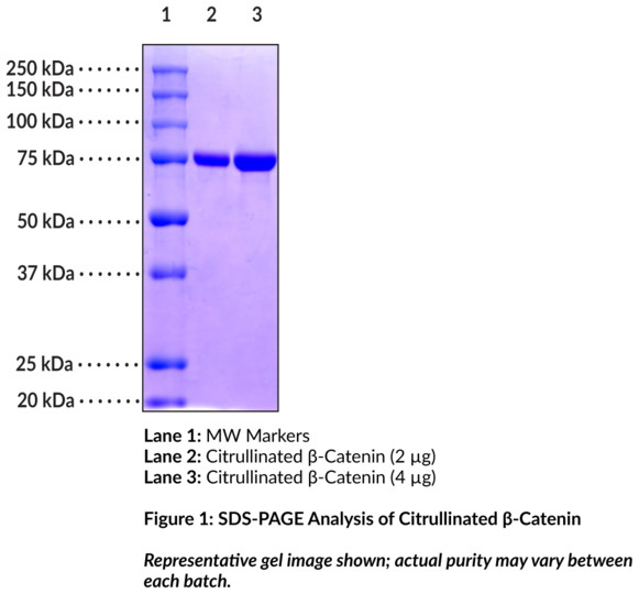 Citrullinated beta-Catenin (human, recombinant)