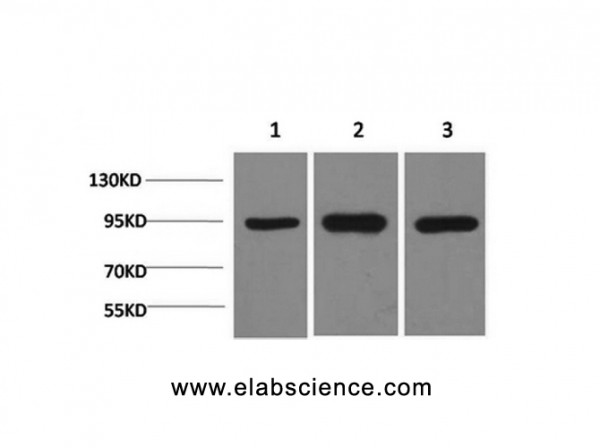 Anti-HSP90 alpha, clone 5D4