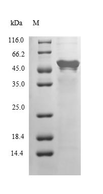 COP9 signalosome complex subunit 2 (COPS2), human, recombinant