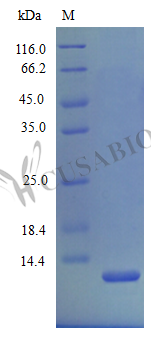 C-X-C motif chemokine 2 protein (Cxcl2) (Active), mouse, recombinant