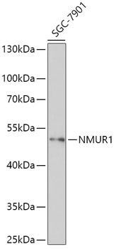 Anti-NMUR1