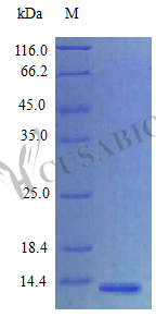 Amphiregulin protein (AREG), partial (Active), human, recombinant