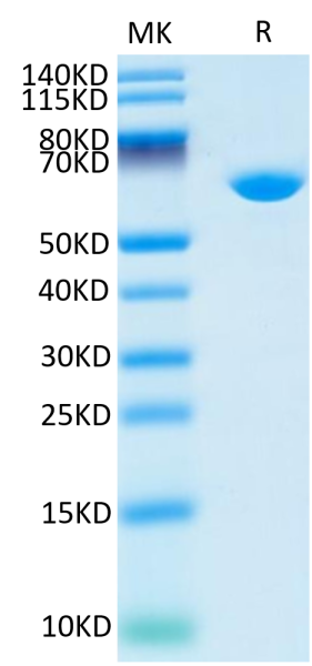 Cynomolgus Serum Albumin Protein