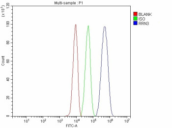 Anti-RRN3 / TIF-IA / RNA polymerase I-specific transcription initiation factor RRN3