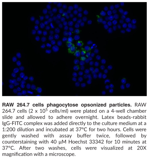 Phagocytosis Assay Kit (IgG FITC)