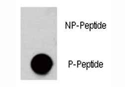 Anti-phospho-AKT3 (Ser472)