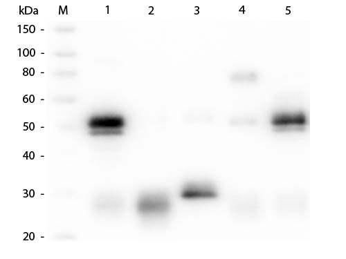 Anti-Rabbit IgG [H&amp;L] [Goat] (Min X Bv Ch Gt Gp Hs Hu Ms Rt &amp; Sh serum proteins) CY3.5 conjugated