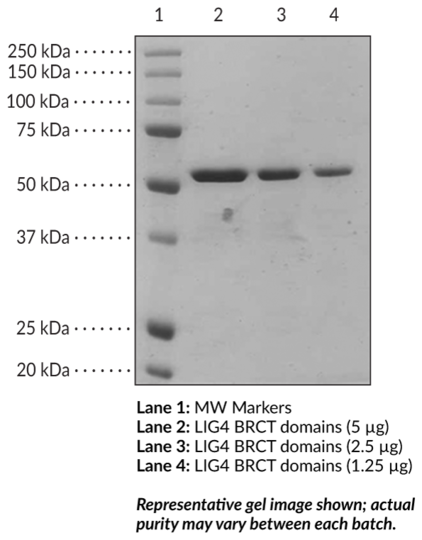 LIG4 BRCT domains (human, recombinant)