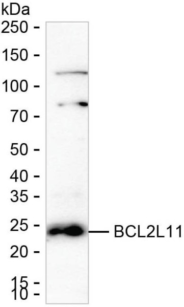 Anti-BCL2L11