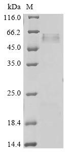 Dystroglycan (DAG1), partial, human, recombinant