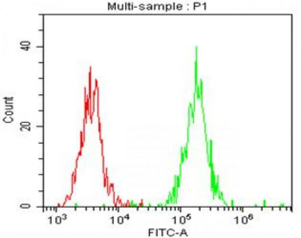 Anti-CD146 (Human), Unconjugated Clone B-T46