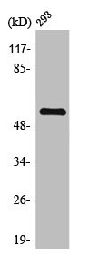Anti-KLF11